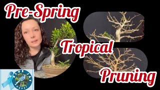 E140 PreSpring Tropical Pruning Tiger Bark Ficus Brazilian Rain Tree and Gmelina [upl. by Adnoral]