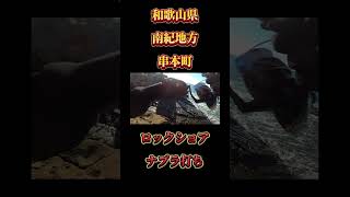 和歌山県南紀串本でロックショア！ナブラ打ち！ 釣り fishing ショアジギング 青物 ロックショア 串本 南紀 [upl. by Ellary]