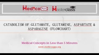 CATABOLISM OF ASPARTATE ASPARAGINE amp GLUTAMATE GLUTAMINE [upl. by Aeriela]