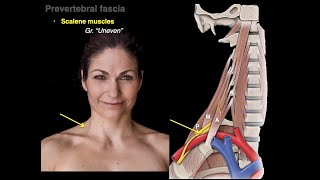 Muscles of the neck [upl. by Aniroz]