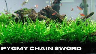 Pygmy Chain Sword Echinodorus Tenellus Growing Tips [upl. by Annuahsal277]