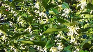 Sarcococca confusa Christmas Box [upl. by Todd]