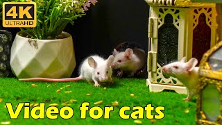 Cat TV Adorable White Mice Scurrying in and out of Mini House  Hide amp Seek Fun  3 Hours 4K UHD [upl. by Erdua]