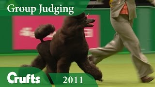 Standard Poodle wins Utility Group Judging at Crufts 2011  Crufts Dog Show [upl. by Robson]