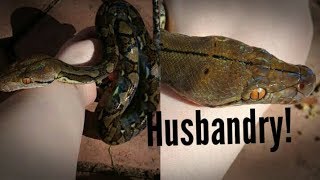 Introduction into Reticulated Pythons Husbandry ep2 [upl. by Kampmann]