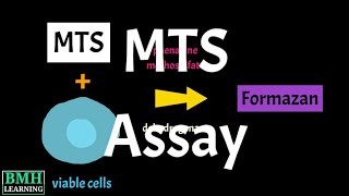 mts Assay  Cell Proliferation Assay  MTS Cell Viability Asaay [upl. by Pacificia]