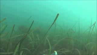 Seagrass in the Helford River [upl. by Orfinger]