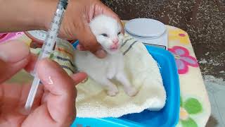 Cat Care 101 Kittens 1st deworming and vitamin1st bath and deworming for mamacat after giving birth [upl. by Mouldon]