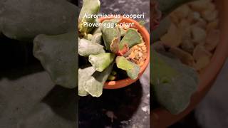 Adromischus cooperi Plover eggs plant houseplant succulent indoorplants indoorgardening [upl. by Anikehs]