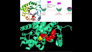 Les enzymes 2Acteurs du métabolisme cellulaire [upl. by Dnarb]