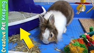 HOW TO litter train your rabbit in one week  Bunny Potty Training [upl. by Ttenneb]