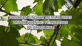 Panduan Singkat Memilih Ruas Untuk Pruning Pembuahan Pertama Kali [upl. by Anifad]