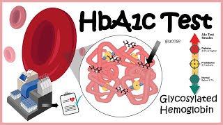 HbA1c Test  Glycosylation of haemoglobin  Diabetes [upl. by Alban]