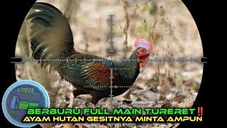 Berburu Ayam Hutan dan Tekupret Full Main Turret StrelokGesitnya Minta Ampun [upl. by Etnoek]