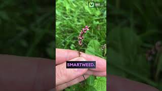 Pink Smartweed wildflowers flowers plants garden gardening nature beautiful dainty [upl. by Nasia22]