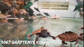 Graptemys kohni  MississippiHöckerschildkröte [upl. by Llenoj]