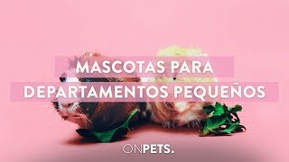 Mascotas para departamentos pequeños  On Pets [upl. by Assil160]