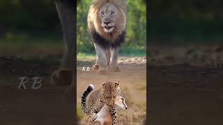 King Lion Forest and Leopard 🐆🐅 forestanimal yotubeshorts [upl. by Biddy]