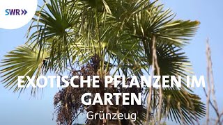 Kakteen und Palmen  Exoten im Garten  SWR Grünzeug [upl. by Rutger324]