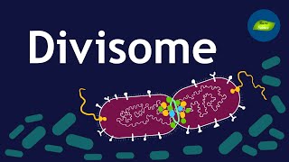 Bacterial divisome core complex I The Architect of Bacterial Cell Division  Basic Science Series [upl. by Airakaz]