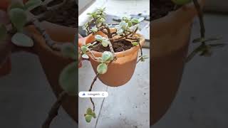 Variegated Jade plant elephant bush repotting 🌱shorts [upl. by Julee669]