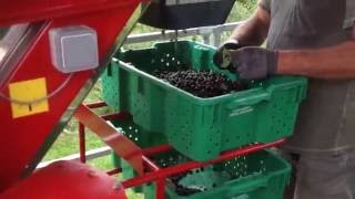 Aronia Berry Services Harvest Day 2016 [upl. by Jase230]