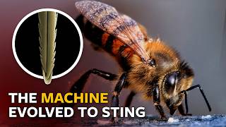 How do bee stingers work [upl. by Netsirc627]