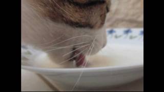 How cats lap  Cat drinking milk in super slow motion  120fps  1000fps [upl. by Nerfe539]