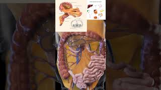 The Mesentery The human digestive System anatomy animation shorts 3d meded [upl. by Chilton]