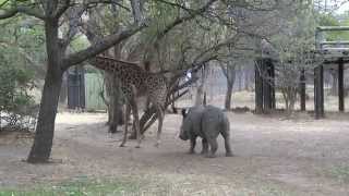 A giraffe kicked a naughty rhino ORIGINAL VIDEO [upl. by Dodi]