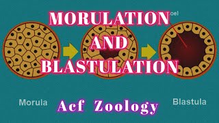 Morulation  Blastulation  Developmental Biology  Zoology Classes  UPSCZOOLOGY  Bsc Zoology [upl. by Ellivnarg]