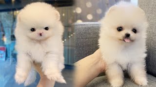 ☕ Adult FullGrown Teacup Pomeranian White Cloud  Bittypuppies [upl. by Aivizt]