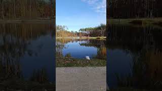 Glinianki Sulejówek jesienią wędkarstwo fishing sulejówek park shorts [upl. by Yroj]