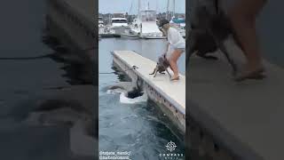 Sea Lion Leaps Out of Water to Attack Dog [upl. by Asssilem]