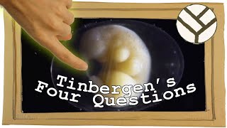 Tinbergens Four Questions and Very Strange Causality in Biology  Youtube Science Communication [upl. by Schuman50]