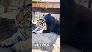 Unexpected Animal Bonds Tigers Lions And More Unlikely Friendships [upl. by Carmelo519]