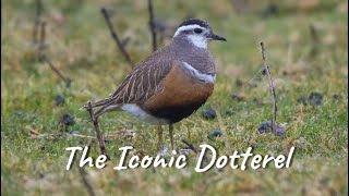 THE ICONIC DOTTEREL [upl. by Thierry294]