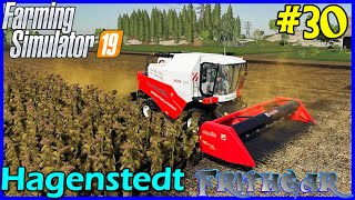 Lets Play FS19 Hagenstedt 30 Harvesting The Money [upl. by Ecyob]