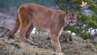 Les pumas émission par les enfants  AnimauxNature petit exposé scolaire [upl. by Lorianne]