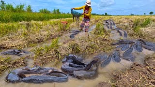 Amazing Today Top anglers catch a lot of fish in the field by hand [upl. by Yak]