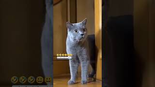 😿FIGHTINGyoutubeshorts cat funny trending explore viralvideos shorts short mouse [upl. by Nekcerb]