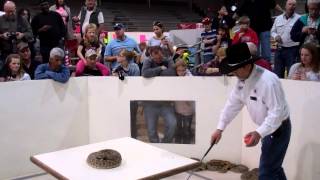 Rattlesnake ALMOST bites snake handler at the Worlds Largest Rattlesnake Roundup in Texas [upl. by Harpole]