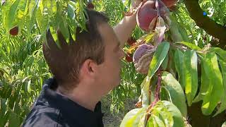 A la rencontre de deux producteurs de fruits et légumes à Mandelieu [upl. by Mariand]