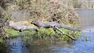 Alligators at Wakulla Springs [upl. by Rochkind563]