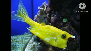 Longhorn cowfish Sound Effects [upl. by Winna]