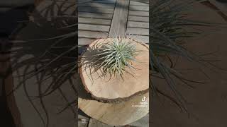 Tillandsia Tectorum mipatiohuerto tillandsia plantas flores jardin tips bromelia airplant [upl. by Leunad127]