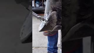 Horse ferrier￼ Horse Farrier Oman english horse 2 million views [upl. by Africah]