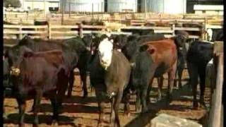 Feedlot en Estados Unidos Parte 1 [upl. by Tabbie729]