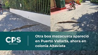 Otra boa mazacuata apareció en Puerto Vallarta  CPS Noticias Puerto Vallarta [upl. by Row]