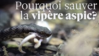 Tout ce que vous devez savoir sur la vipère aspic [upl. by Finkelstein]